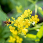4 Steps for Treating a Bee Sting the Right Way