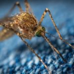 What to Do About Ticks and Mosquitoes