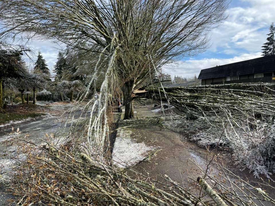 broken branches salem oregon