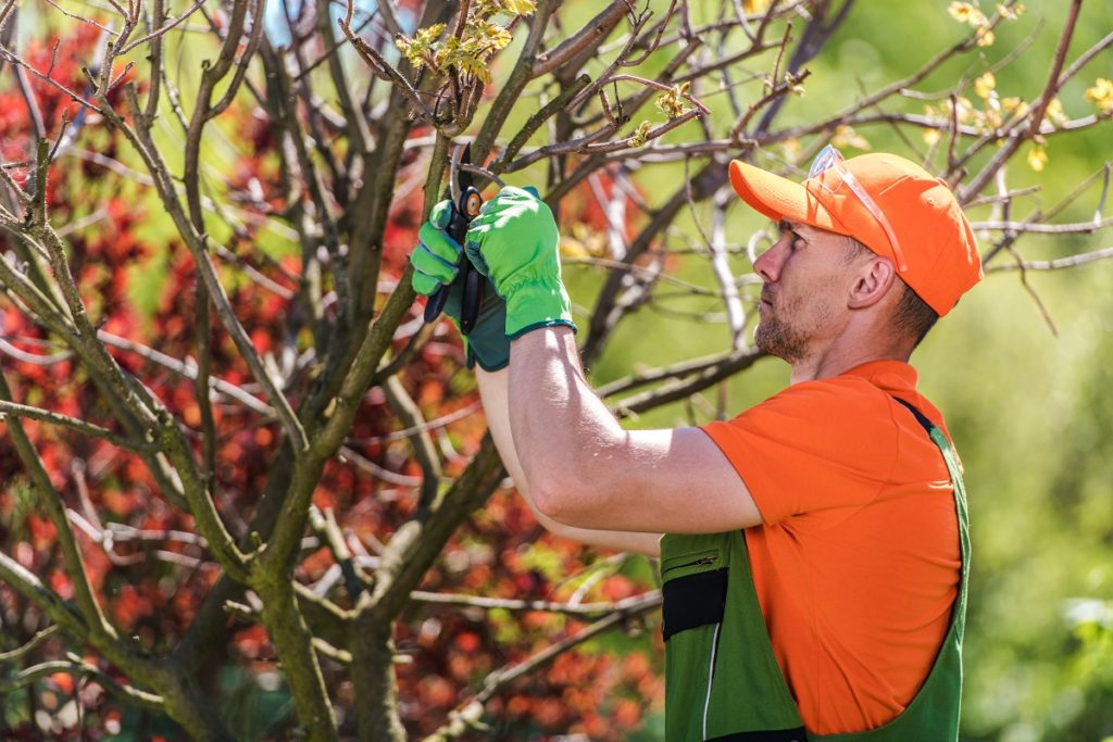 Gardeners Hands with Small Scissors.