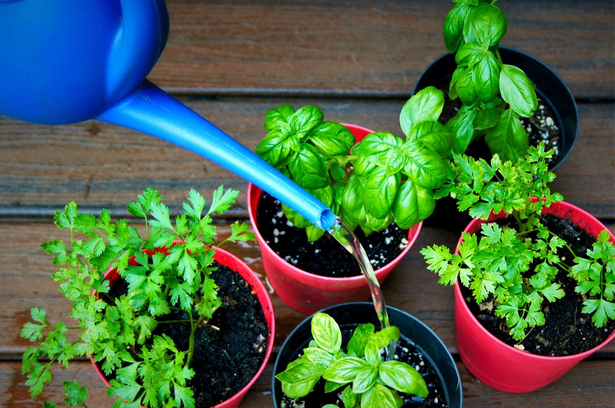 How to Grow Fresh Herbs at Home