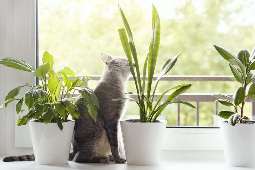 A gray domestic cat sits by the window and sniffs houseplants in flower pots