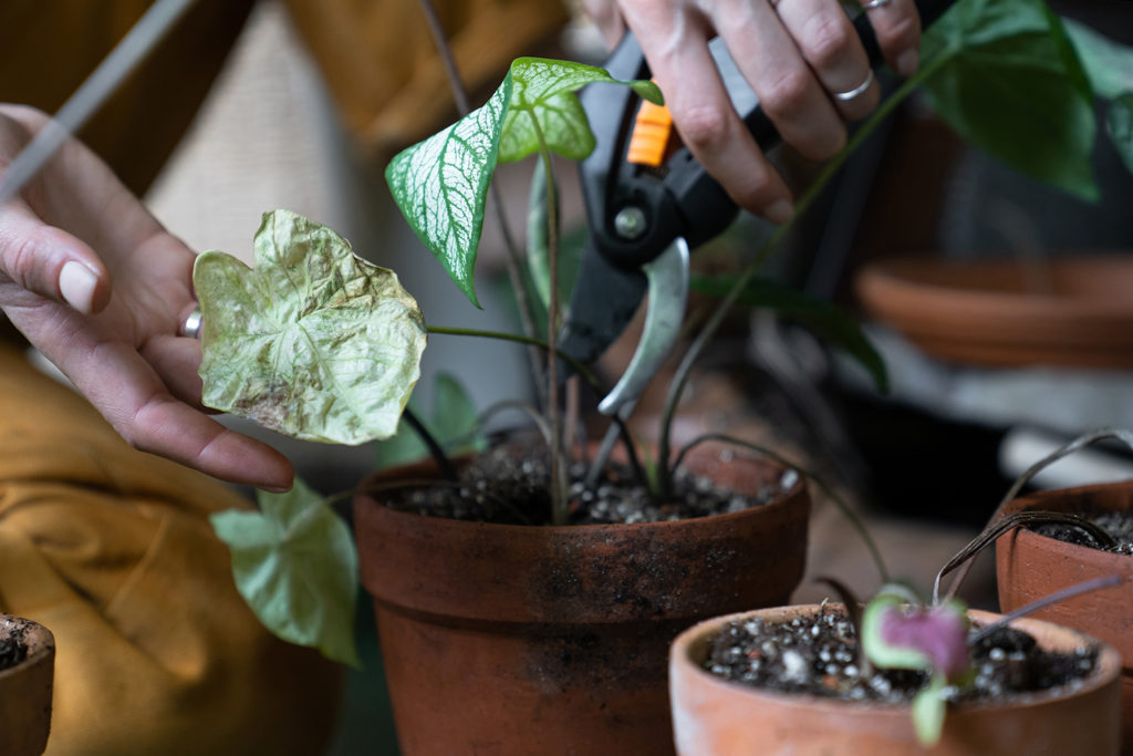 Person pruning wilting houseplant