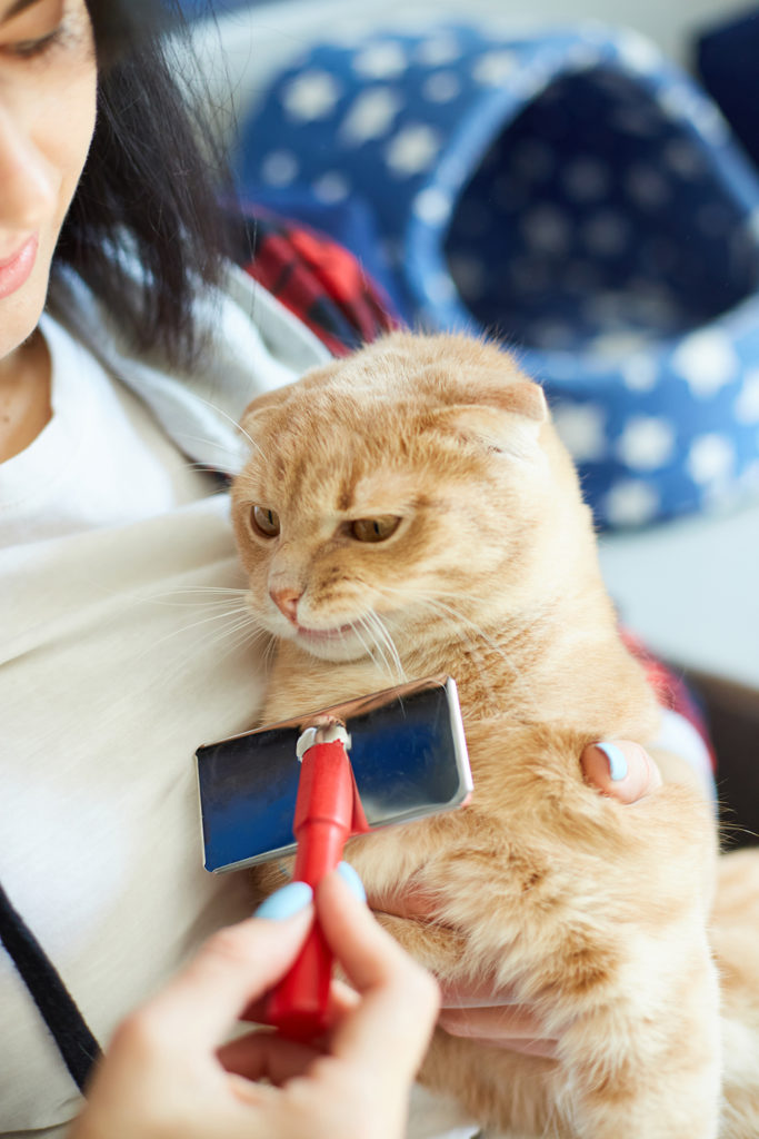 Short-haired cat gets brushed