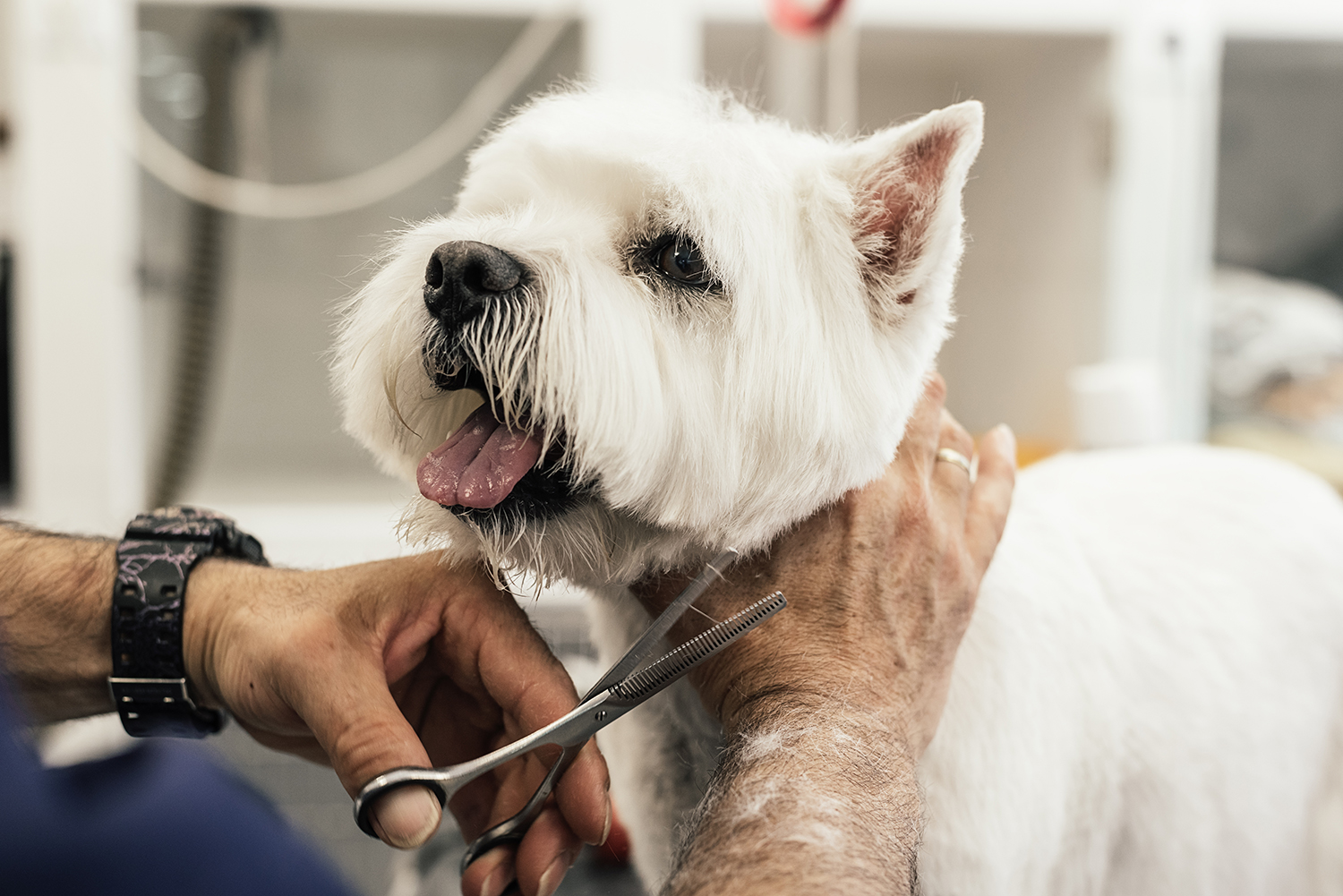 5 Reasons Why Regular Pet Grooming Is Essential