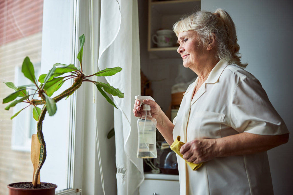 Winter Houseplant Care WhirLocal