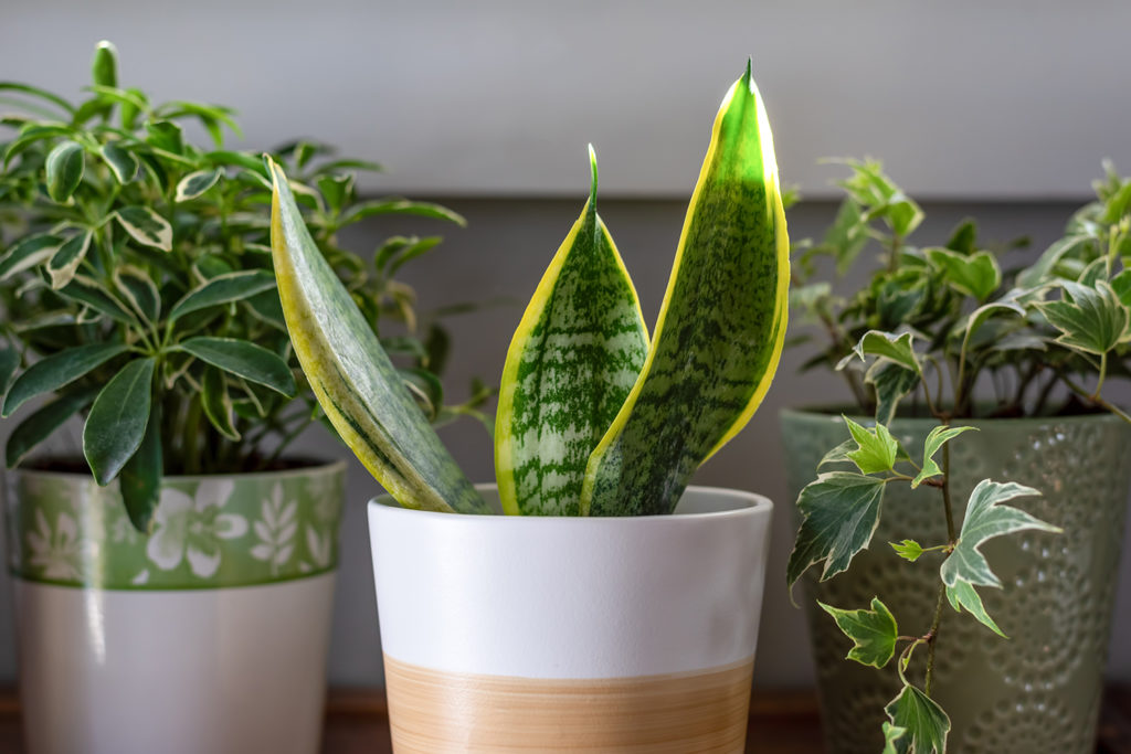 3 Hard-to-Kill Houseplants for the Not-So Green Thumbs WhirLocal