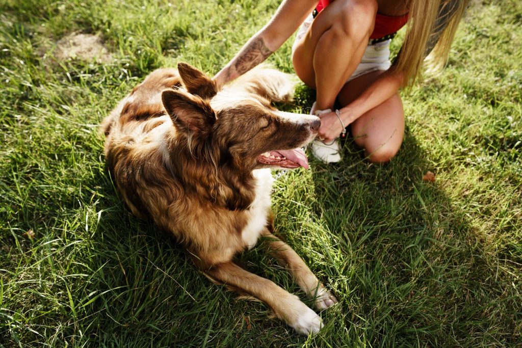 Keep Pets Cool WhirLocal