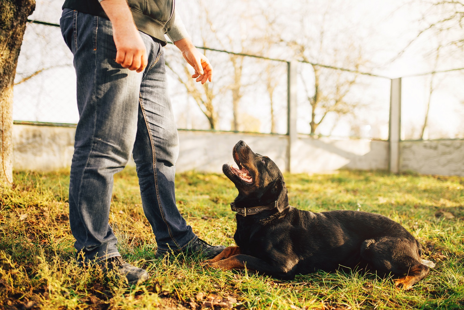 5 Reasons to Work With a Dog Trainer