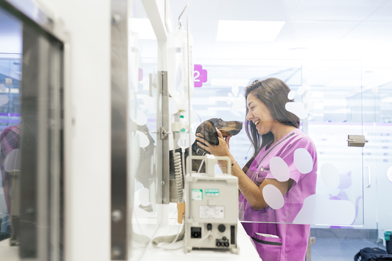 Helpful Information to Tell Your Vet When Your Pet Is Sick