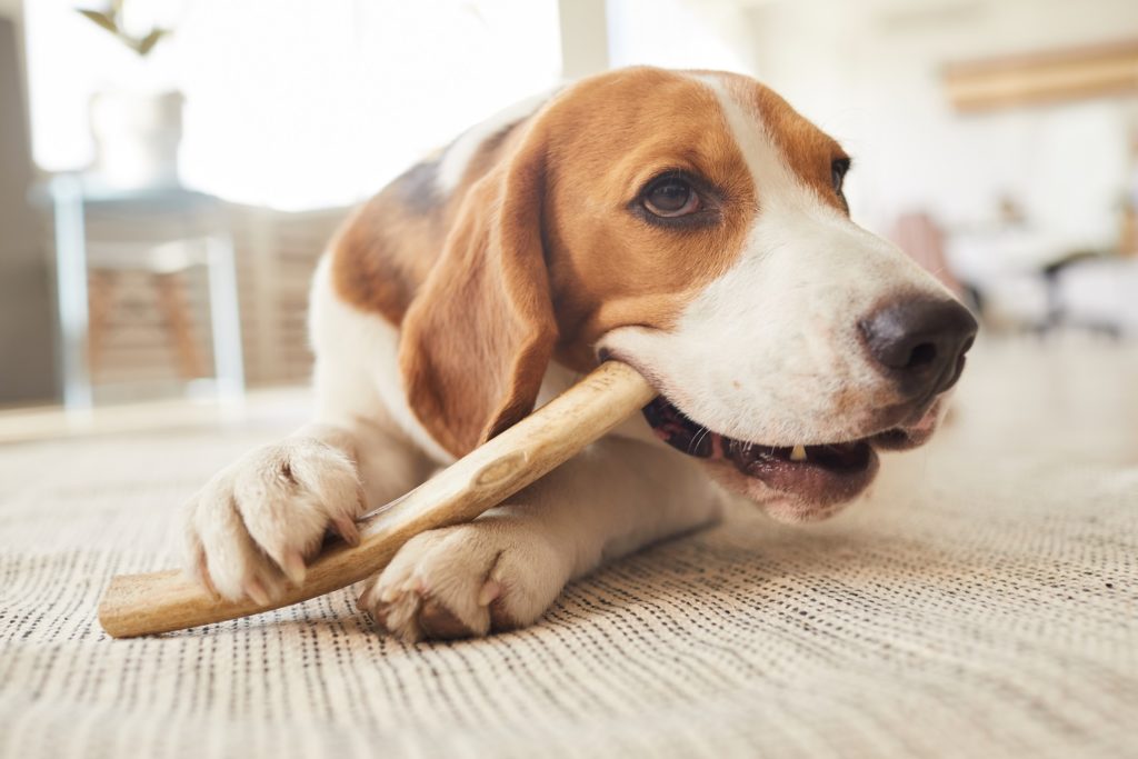 3 Ways to Provide Mental Stimulation for Your Dog