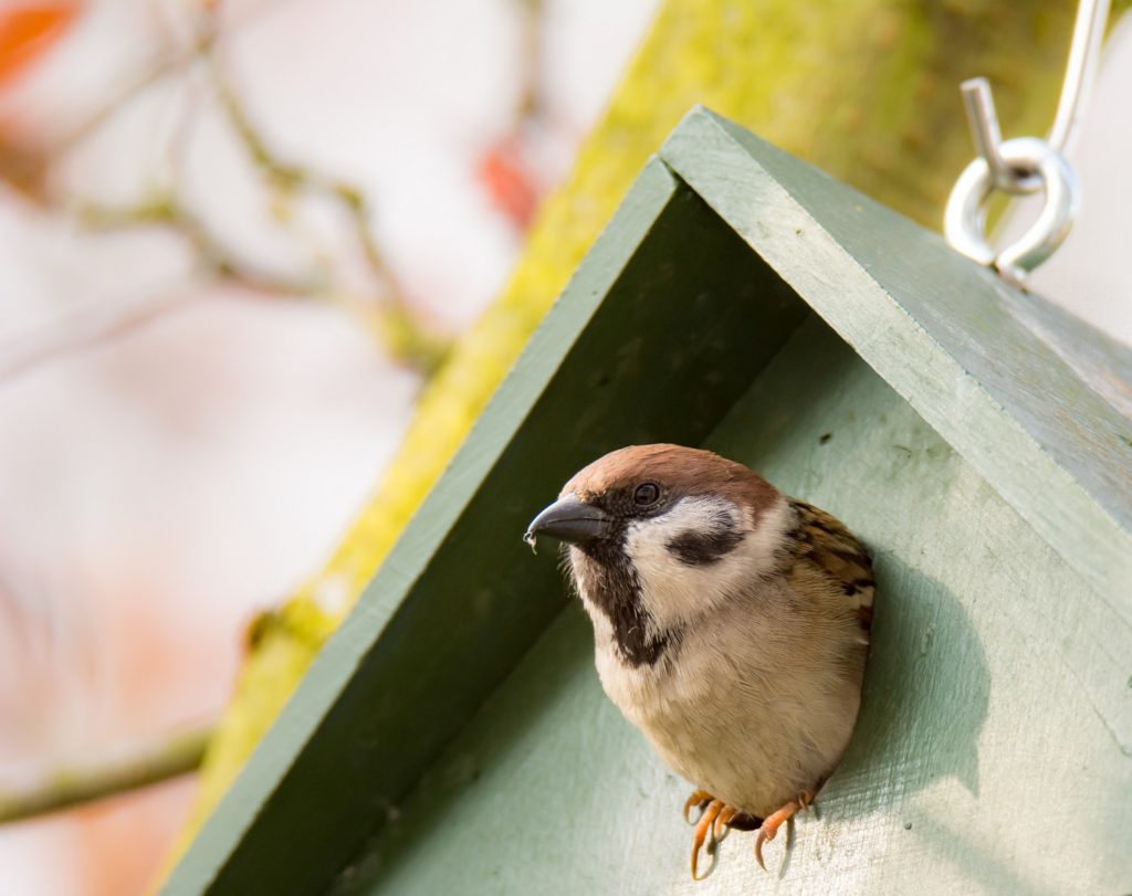 Bird-friendly yard