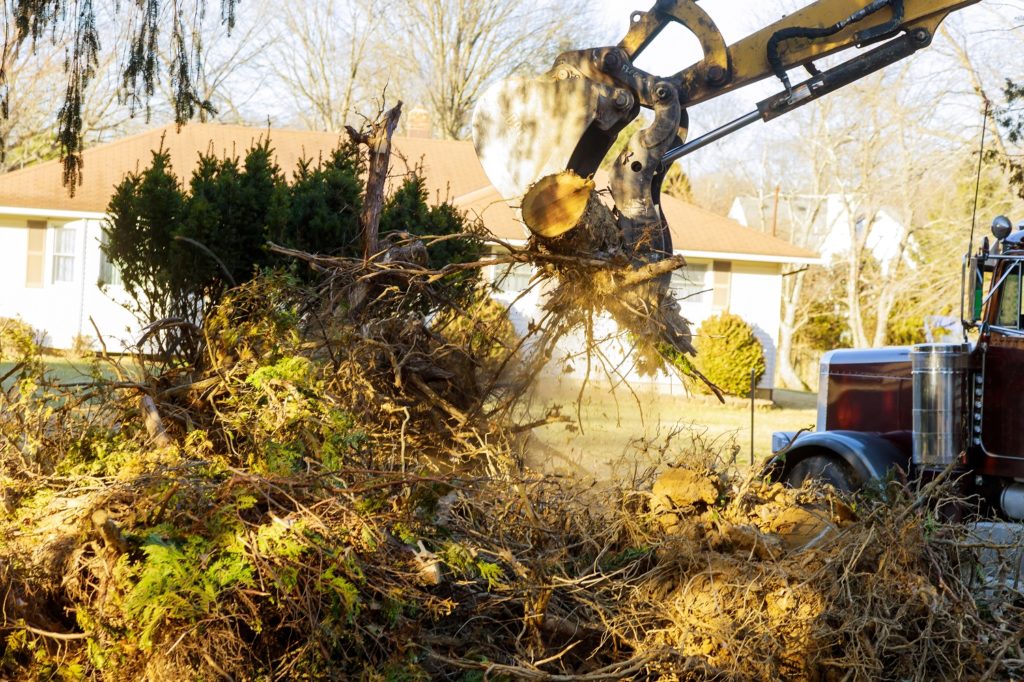 Tree Care Services WhirLocal